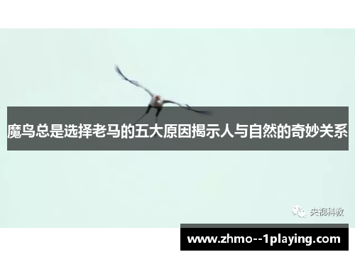 魔鸟总是选择老马的五大原因揭示人与自然的奇妙关系